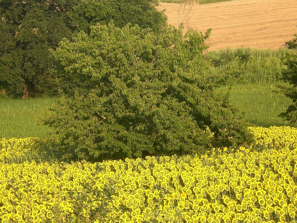 I Ciliegi Bed & Breakfast Osimo Exterior photo